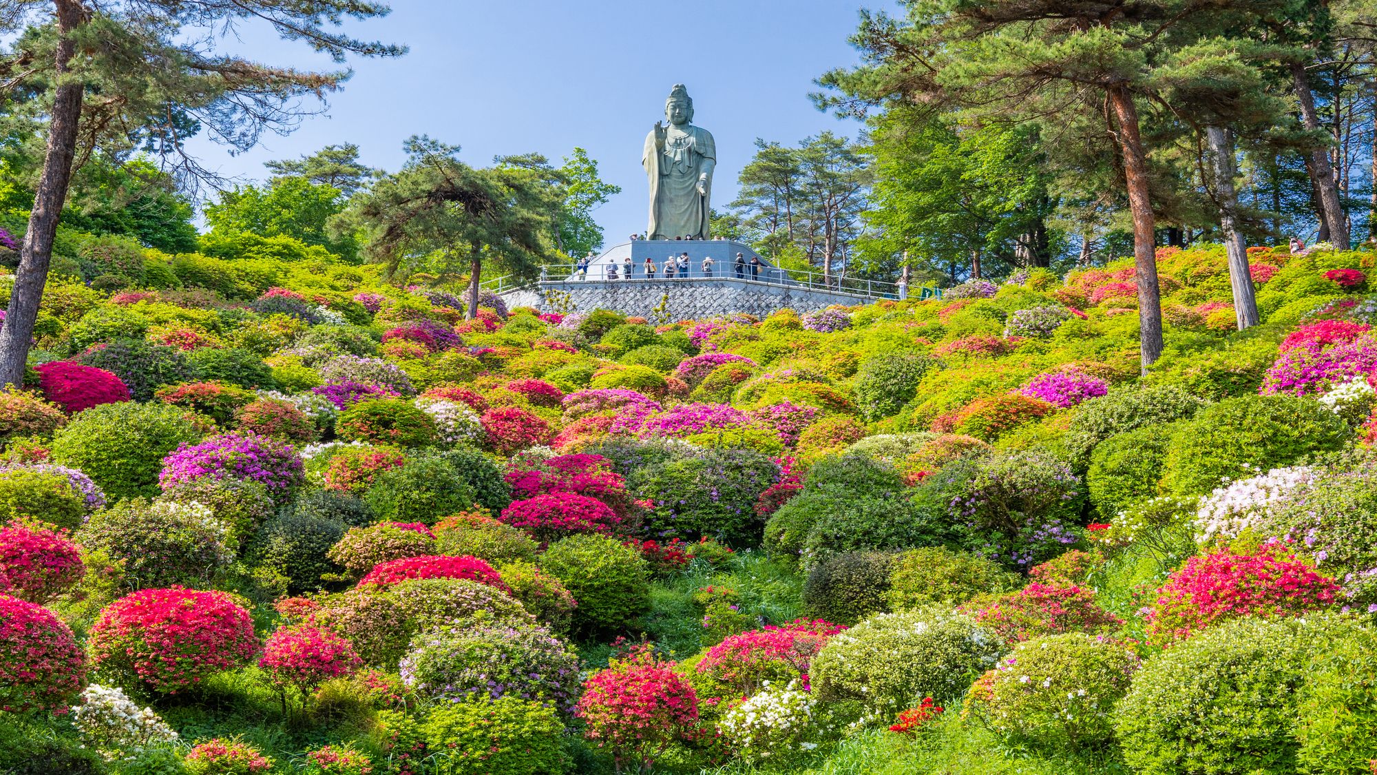 花と歴史の寺「塩船観音寺／弘誓閣護摩堂」つつじ