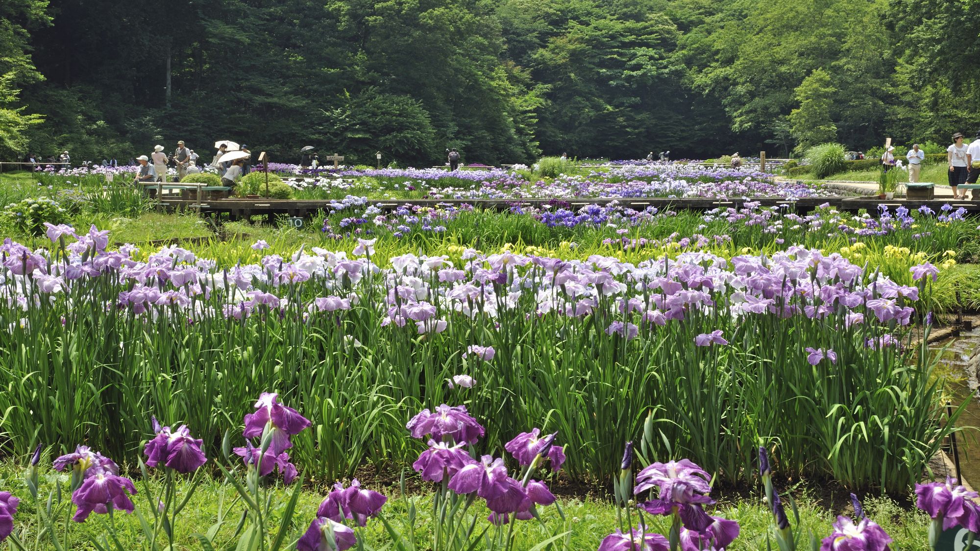 【吹上しょうぶ公園】ホテルから車で約15分