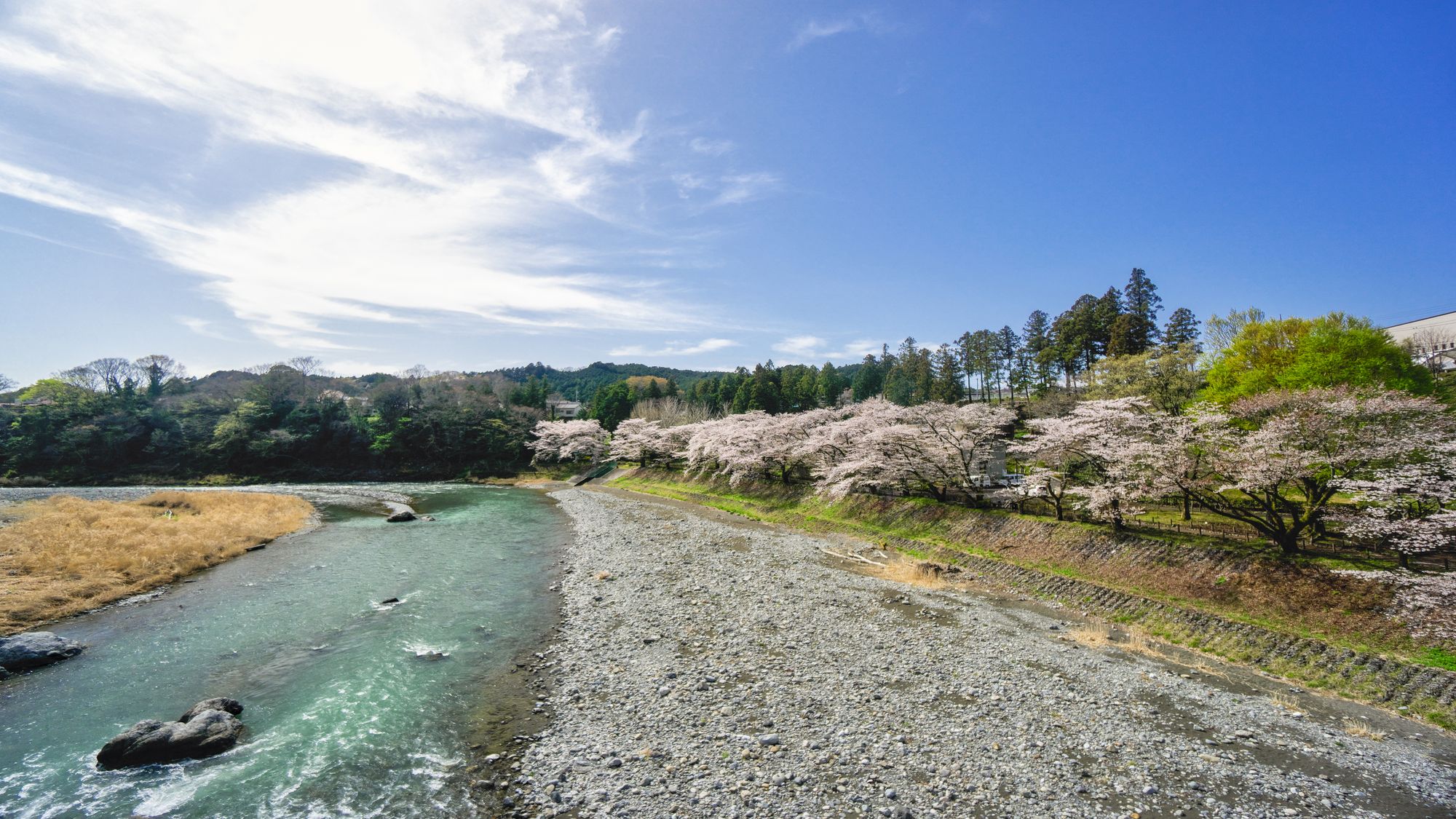 釜の淵公園（さくら）