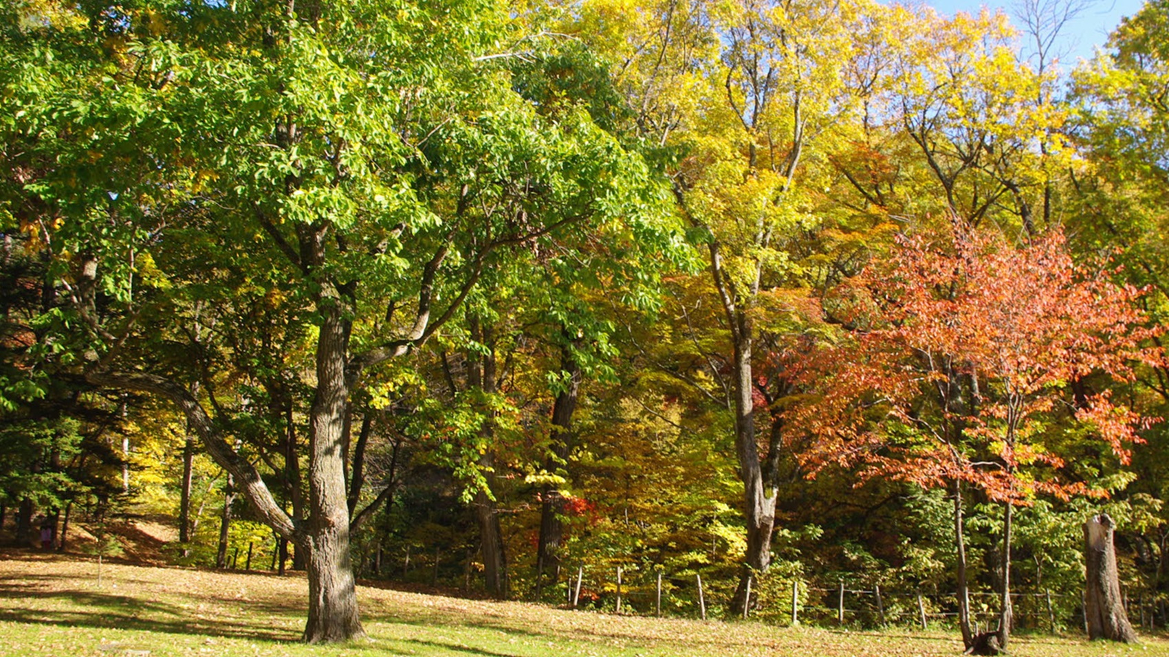 ★鳥沼公園の木々