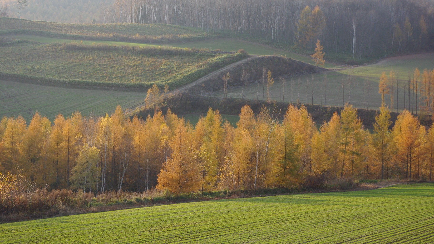 ★カラマツの黄葉　野江