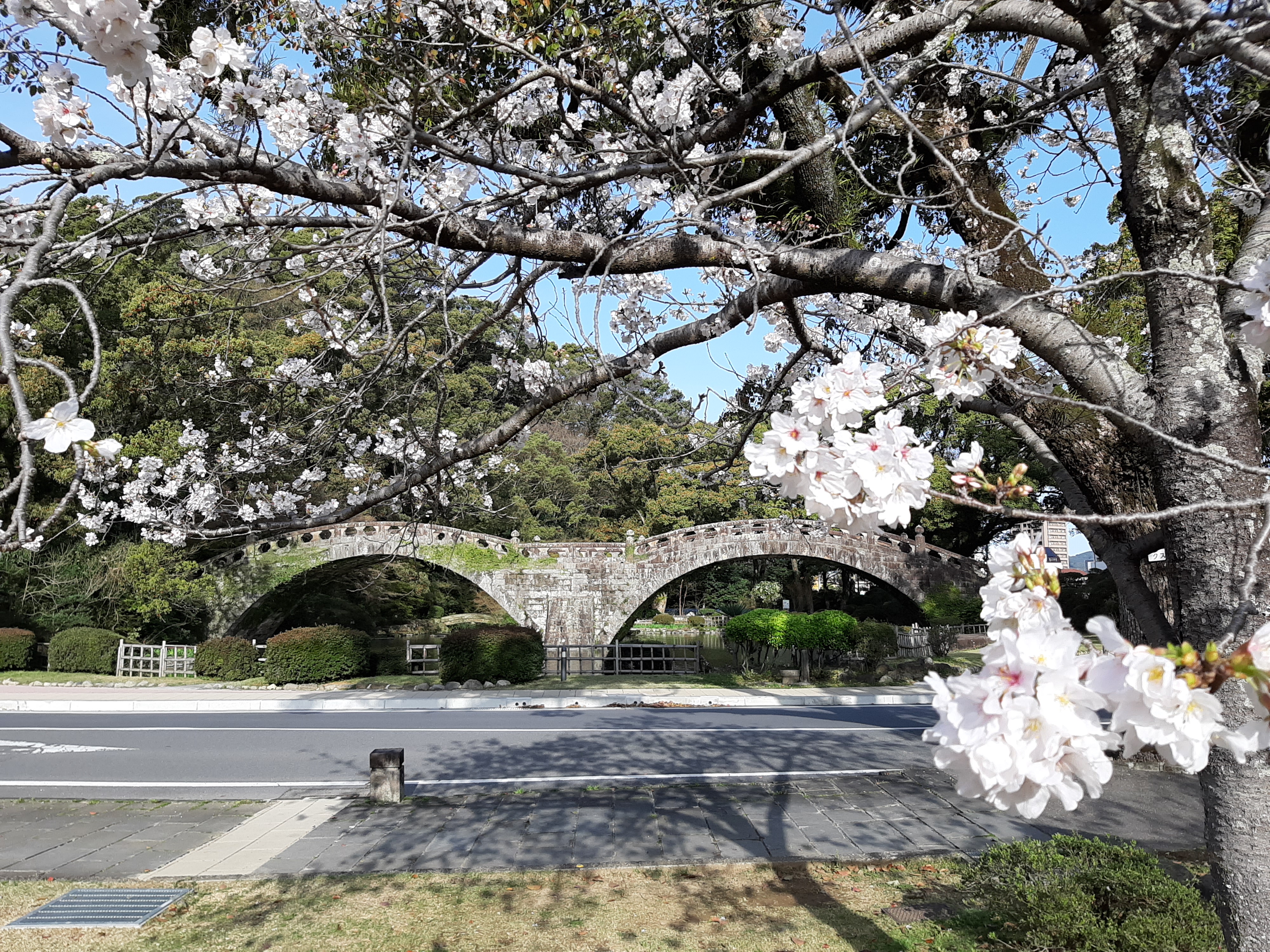 桜と眼鏡橋（諫早公園）