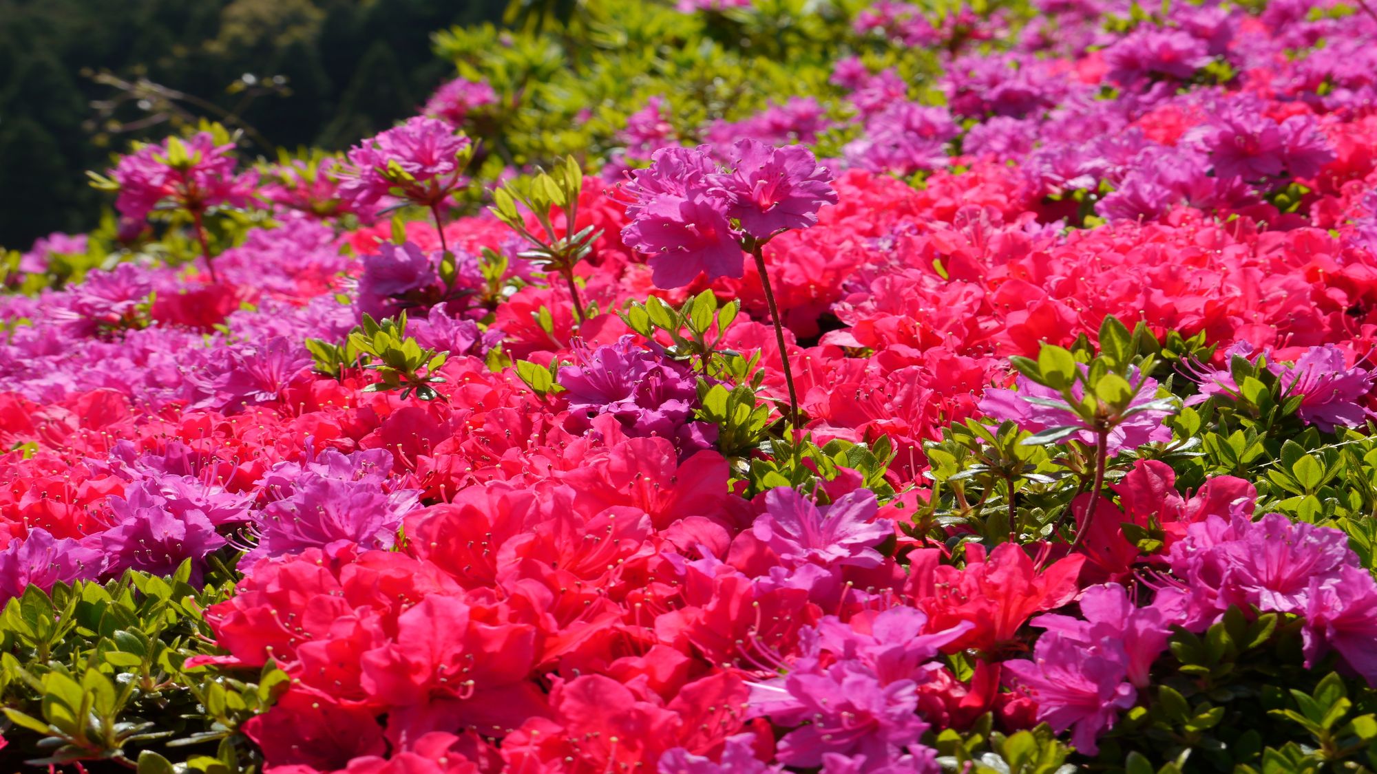 日本の都市公園100選指定公園である熱海の花の名「姫の沢公園」