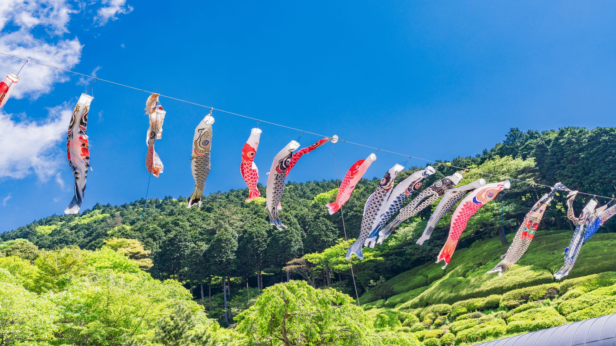 姫の沢公園花まつり