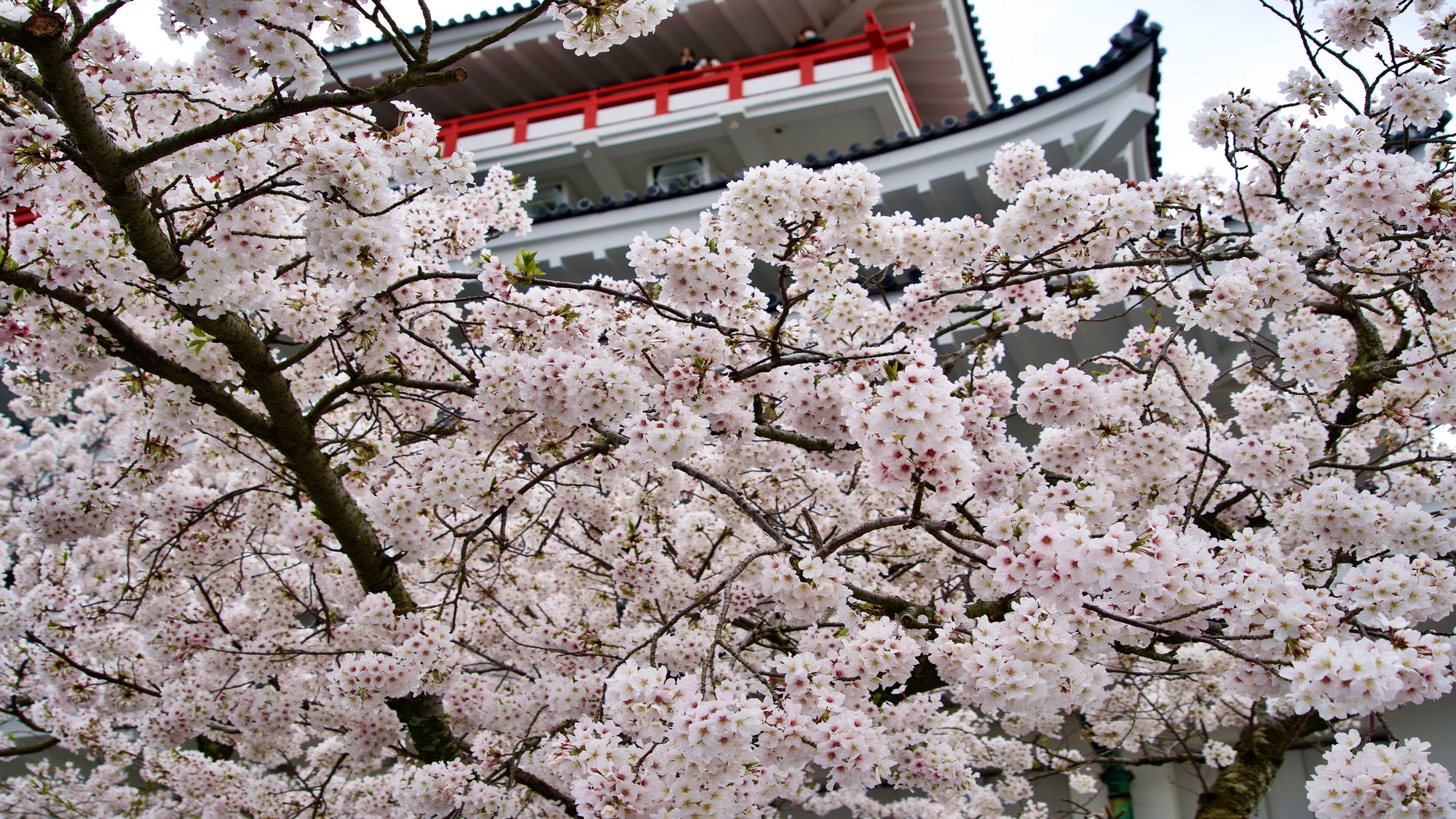 「熱海城」夜桜ライトアップ