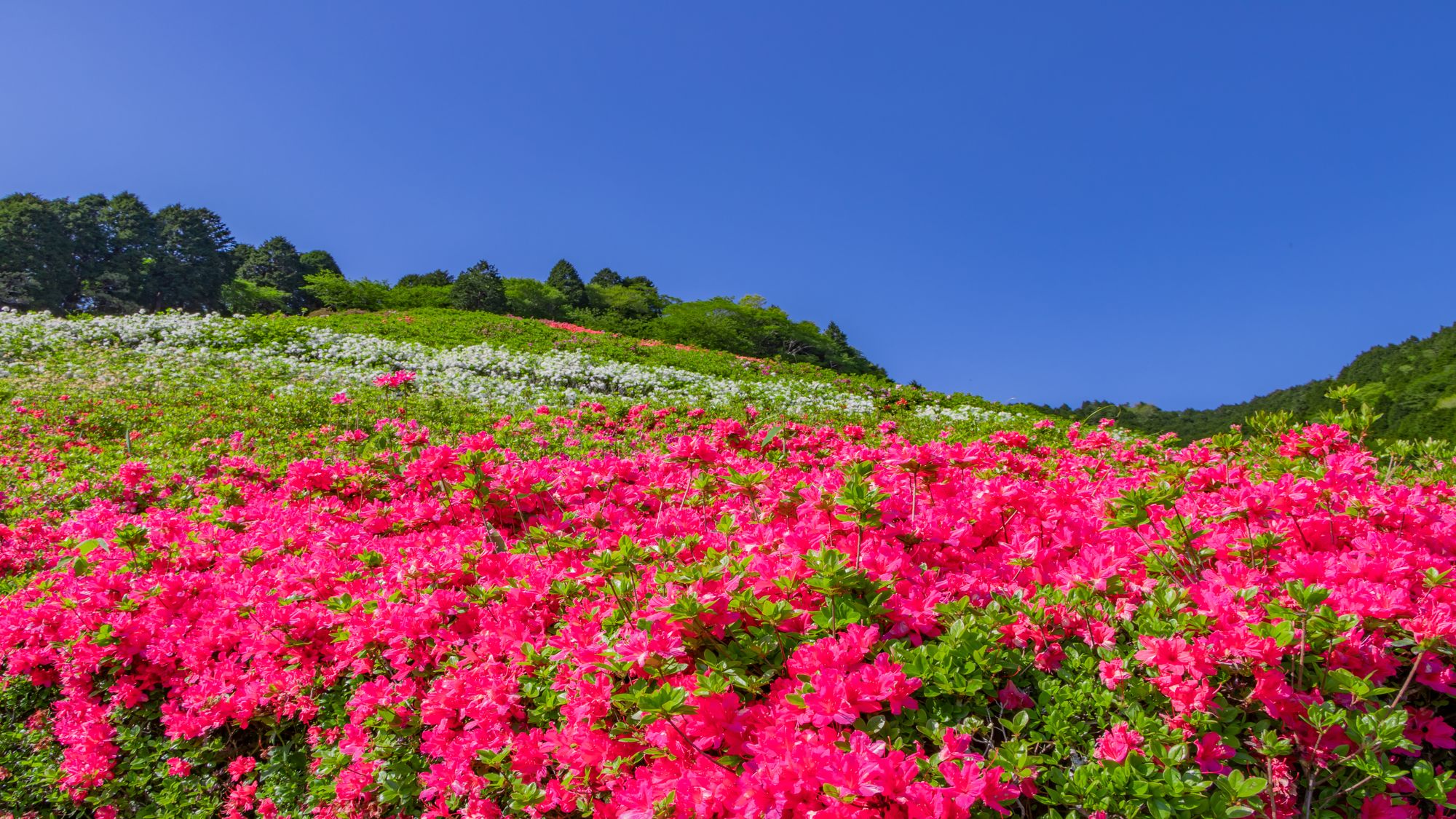 姫の沢公園花まつり「つつじ・こいのぼりまつり」