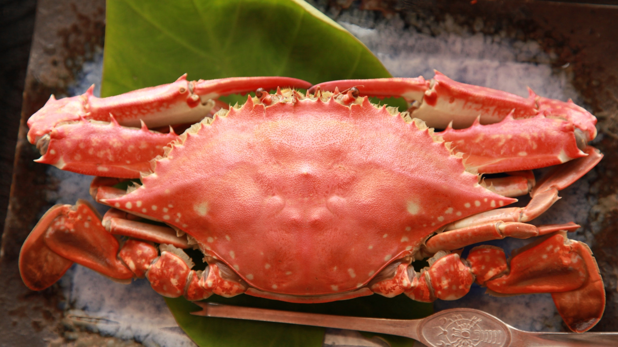 【人気の渡り蟹】期間限定★渡り蟹を味わえるおすすめ海鮮会席プラン♪