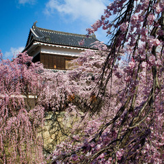 上田城址公園の桜