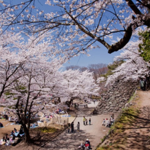 小諸懐古園の桜