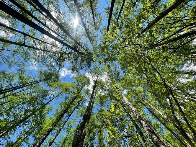 カラマツの新緑～休暇村そばの村上山～