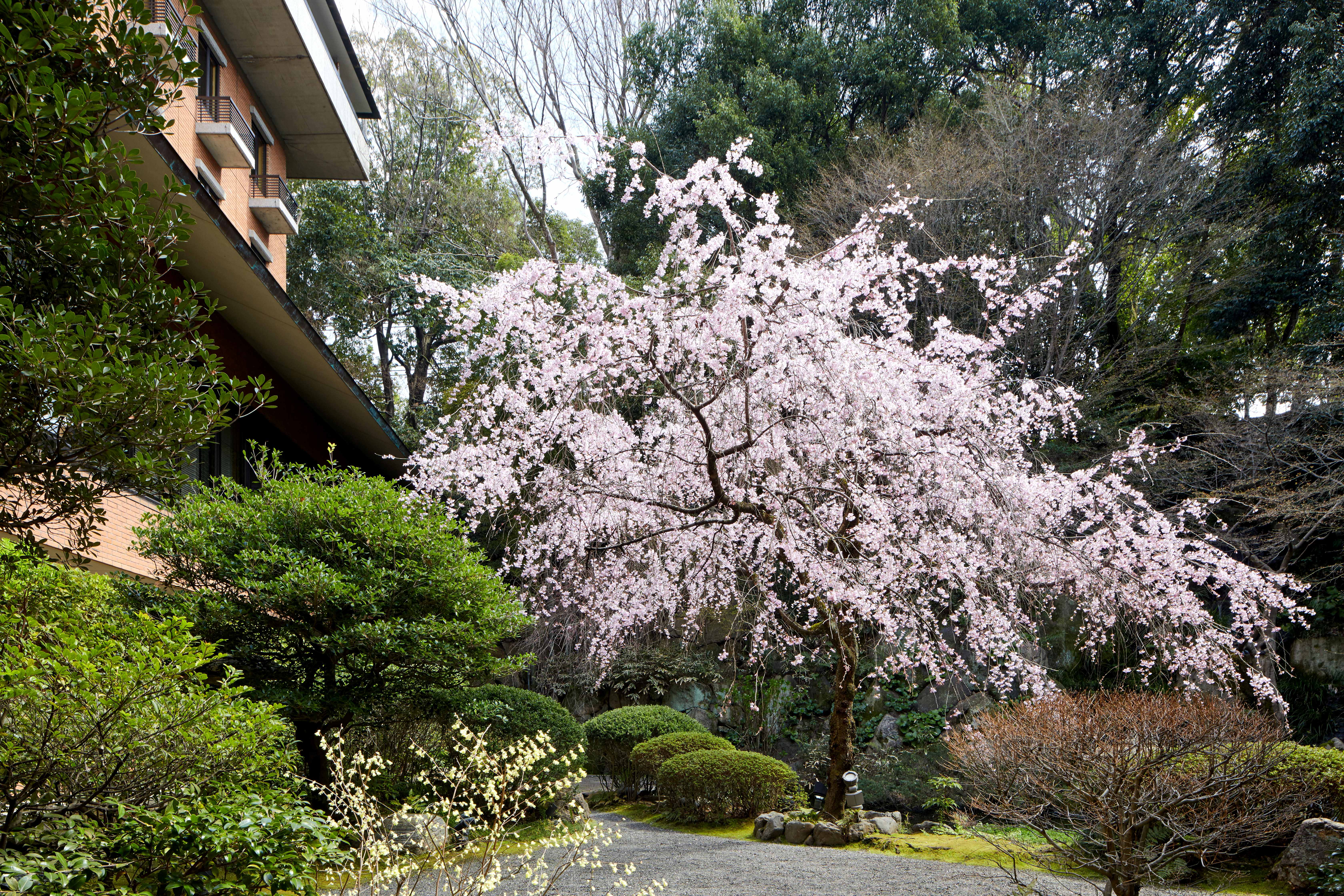 日本庭園の桜