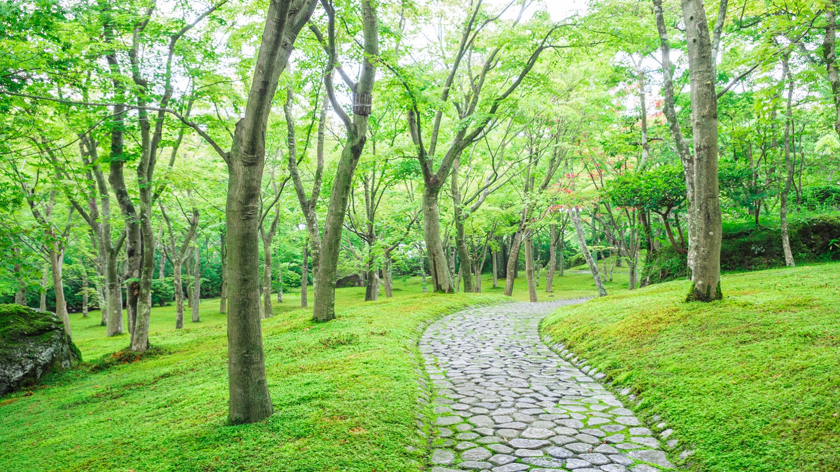 【箱根美術館】初夏は新緑が眩しい苔庭