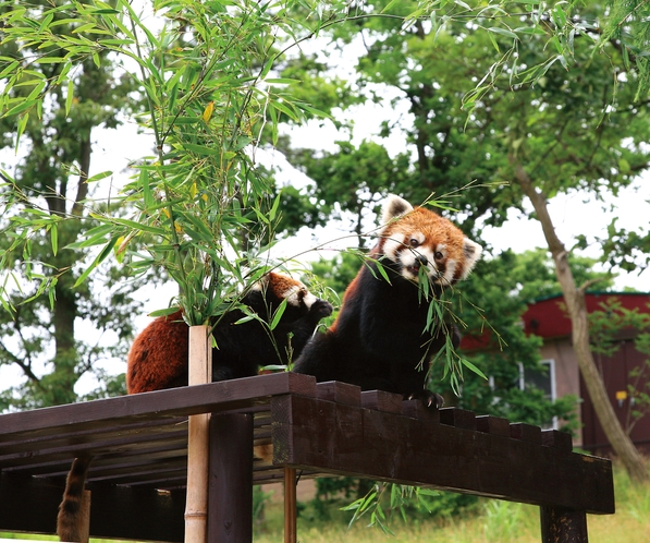 大森山動物園