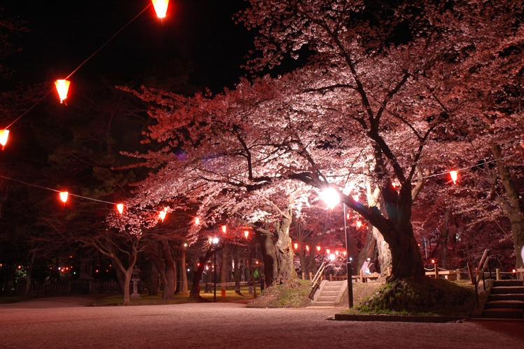 千秋公園桜