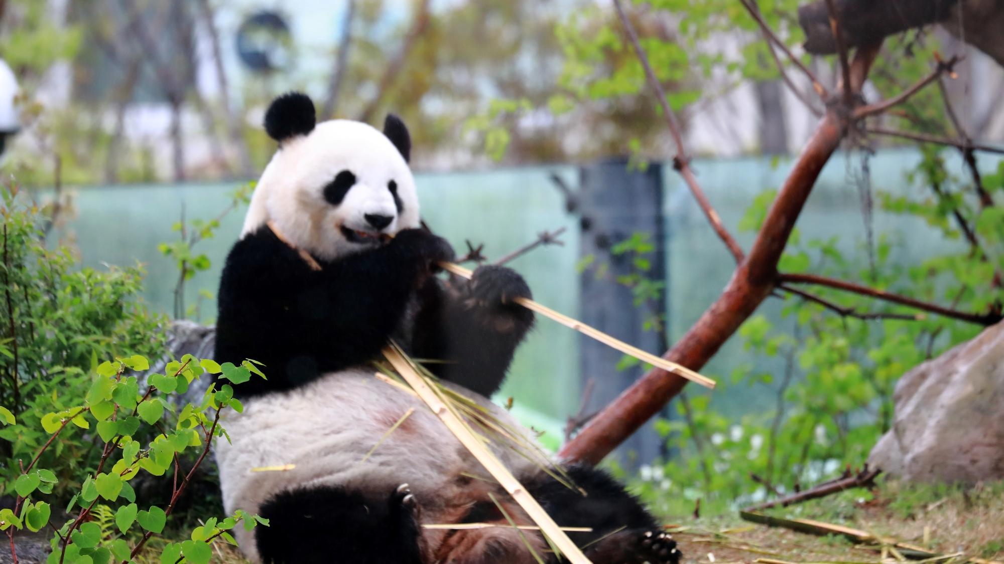 【当館から徒歩で15分】パンダが人気の、日本最古の動物園「上野動物園」