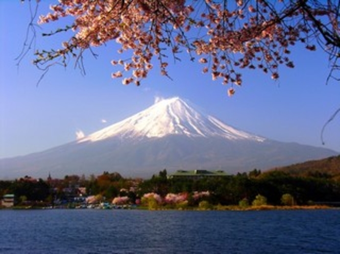 桜と富士山