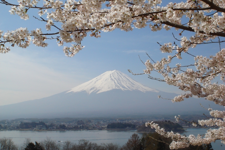 日本の象徴、富士山と桜