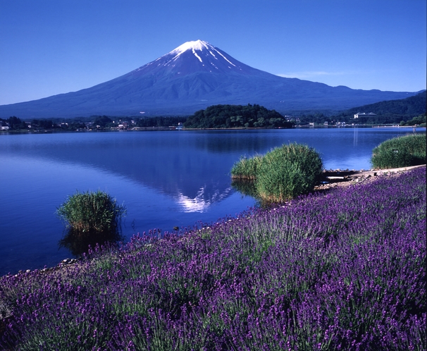 夏の富士山とラベンダー