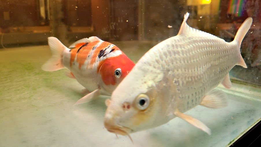 【現金特価】日替わり定食２食付で１２，７００円〜☆源泉掛け流し温泉をリーズナブルに満喫♪