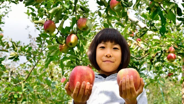 【秋の味覚狩り】りんご狩り入園チケット付きプラン　2025