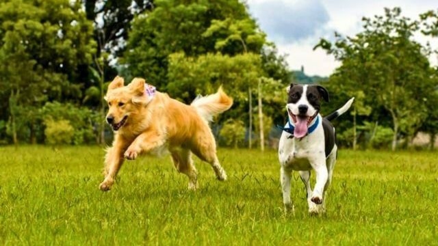 【ペット宿泊OK！】木々に囲まれのんびり過ごす　コテージ素泊りプラン　2026