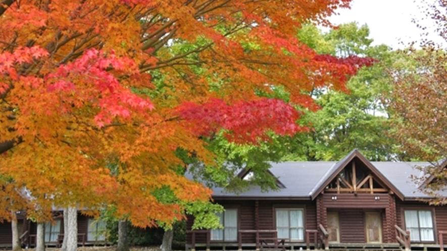 ログケビンからも紅葉がお楽しみいただけます。