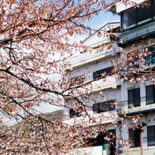 当館前にある山桜