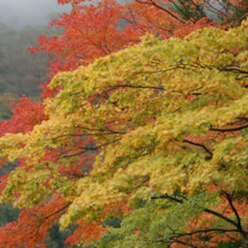 秋は箱根の紅葉で感動♪