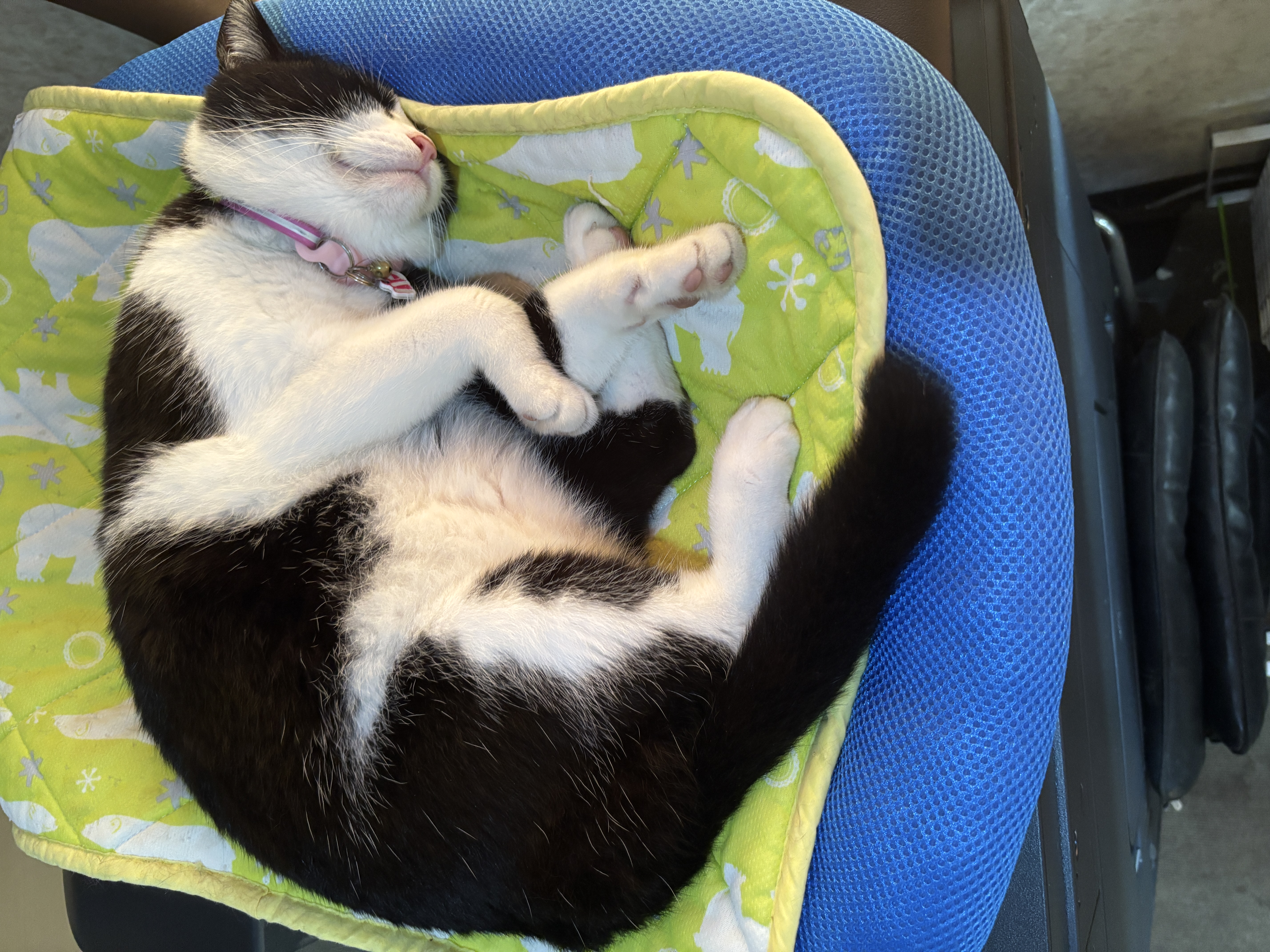 ハナちゃん(猫)