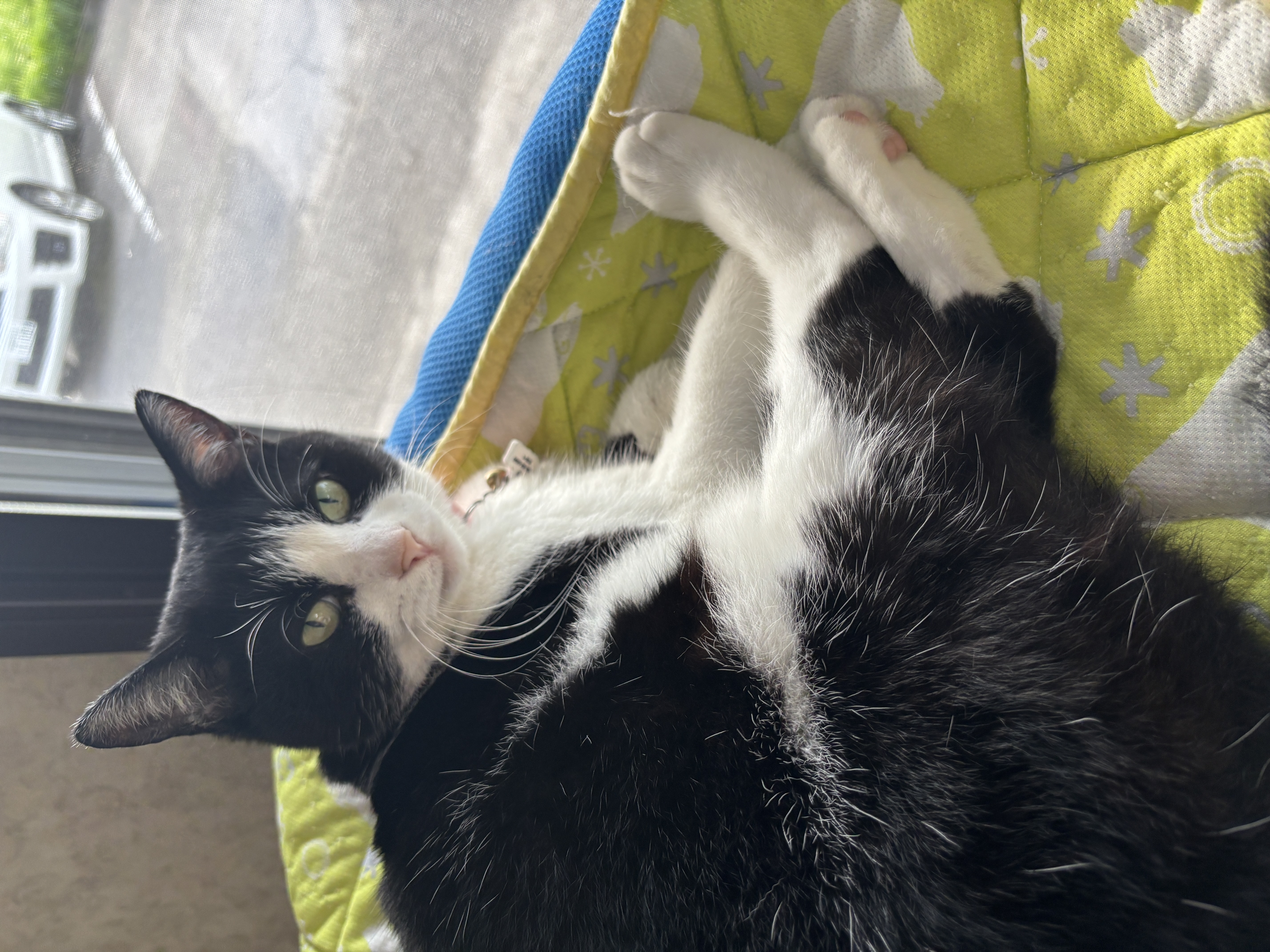 ハナちゃん(猫)