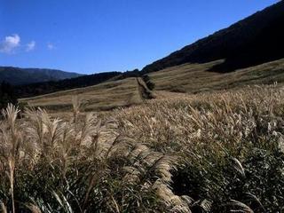 *台ケ岳のすすき草原