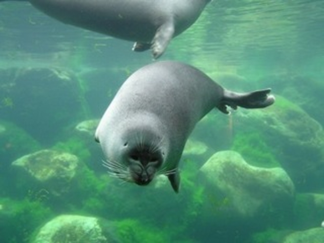 *箱根園水族館