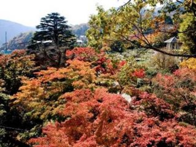 *強羅公園の紅葉