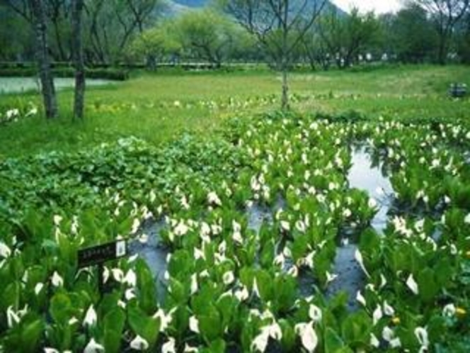 *箱根湿生花園