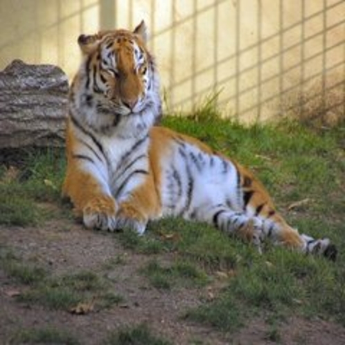 【釧路市動物園】　アムールトラ　ホテルからお車で約４５分でございます