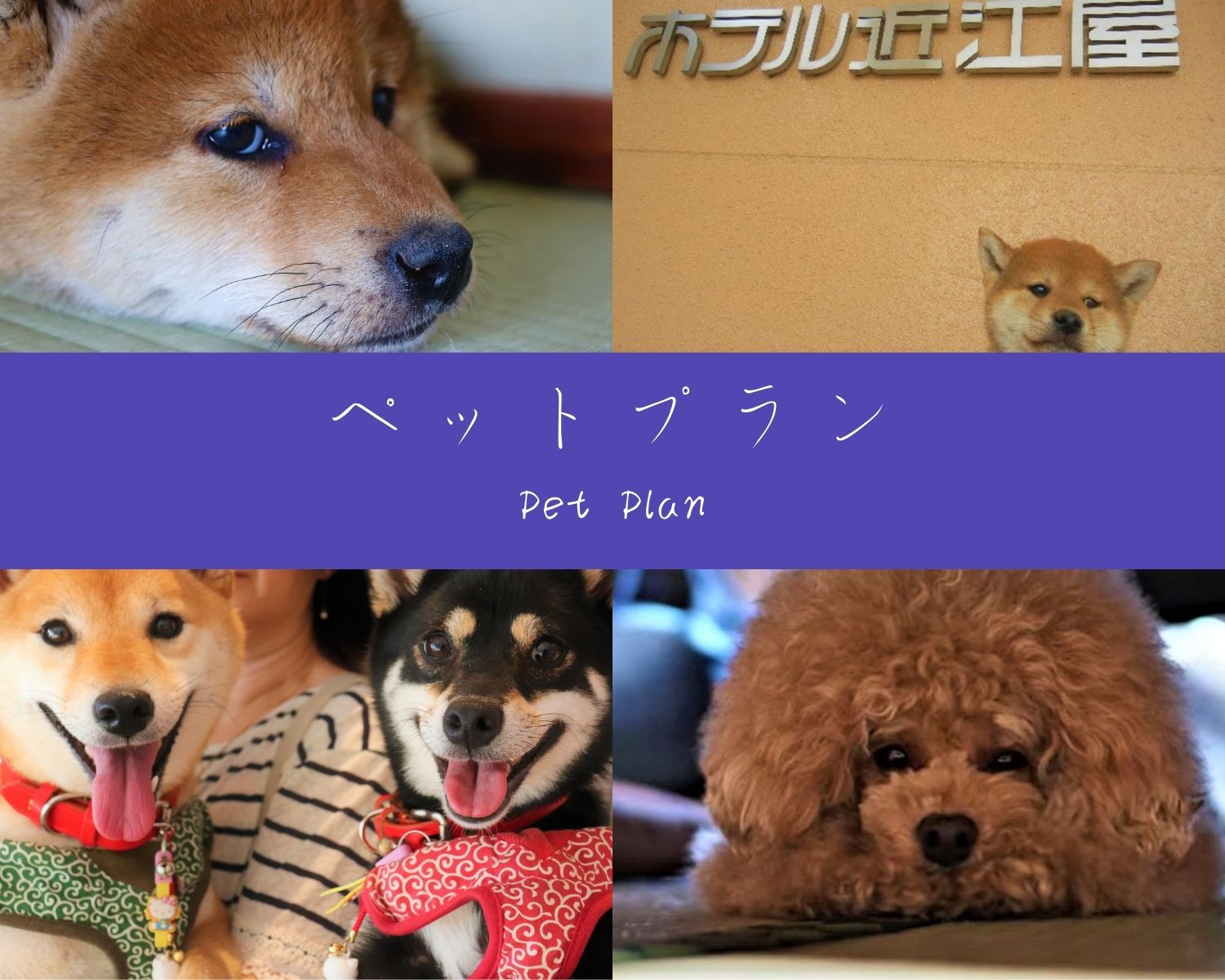 【ペットプラン】愛犬同伴◎広々和室で快適＆安心の旅《大型犬も大歓迎！》【朝食付】