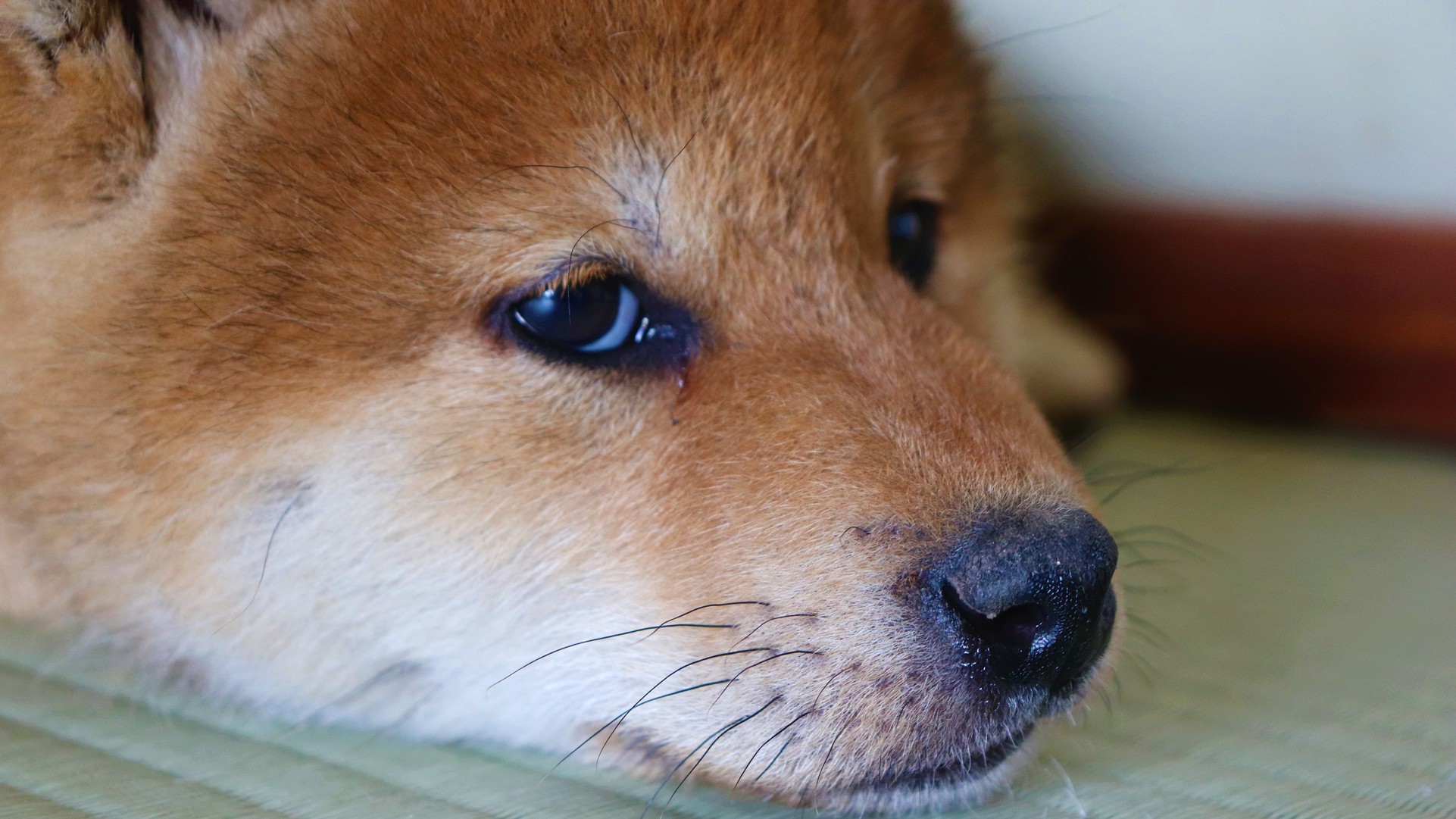 【ペットプラン】愛犬と一緒のお部屋で安心ステイ♪《大型犬も大歓迎！》【朝・夕90分飲み放題の2食付】