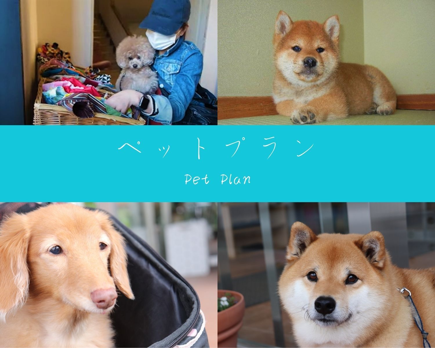 【ペットプラン】愛犬と一緒のお部屋で安心ステイ♪《大型犬も大歓迎！》【朝・夕90分飲み放題の2食付】