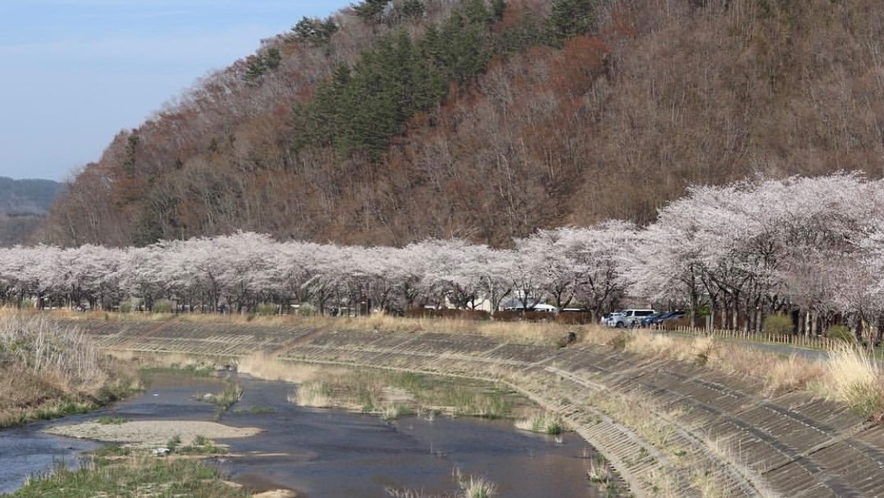 【宮古市花輪地区】桜の開花