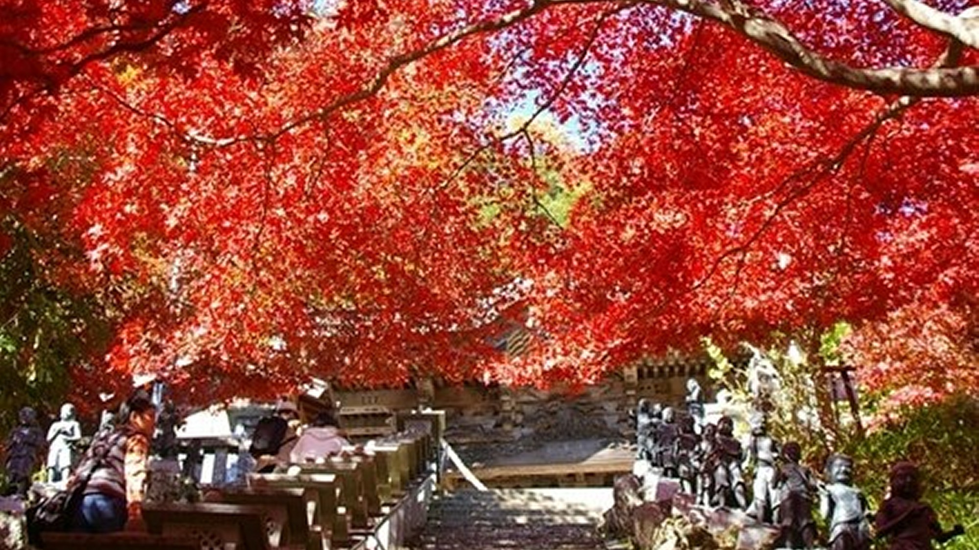 秋には大山にある紅葉の並木が見れます。