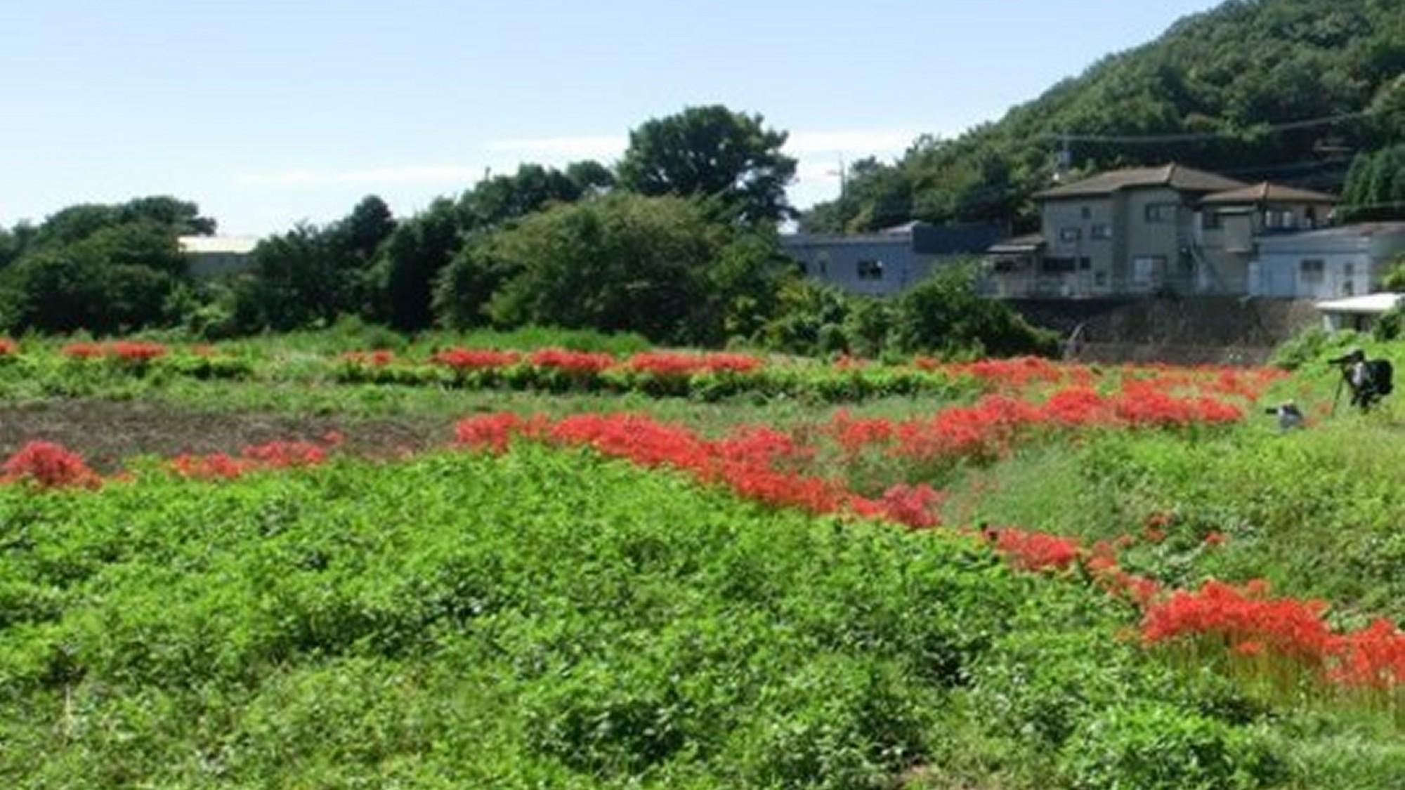 日向地区の彼岸花