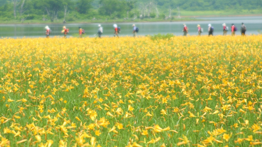 【初夏】黄色い絨毯に比喩される、雄国沼のニッコウキスゲ