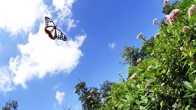 【8月】旅する蝶“アサギマダラ”が飛来します！（ロープウェイ山頂駅周辺）