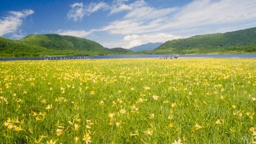 【6月下旬～7月上旬】ニッコウキスゲの黄色い絨毯「雄国沼」
