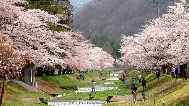 【4月末～GW】約1km続く桜回廊「観音寺川の桜並木」