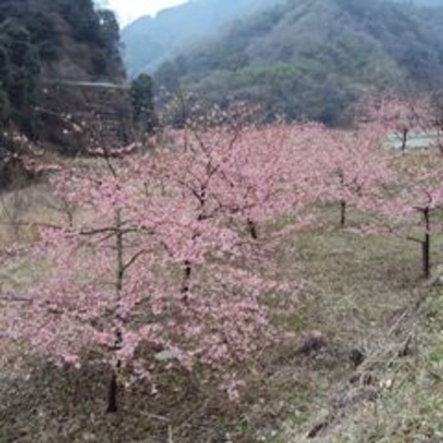 【春の景色】大自然の中にある桜も見応えがあります。