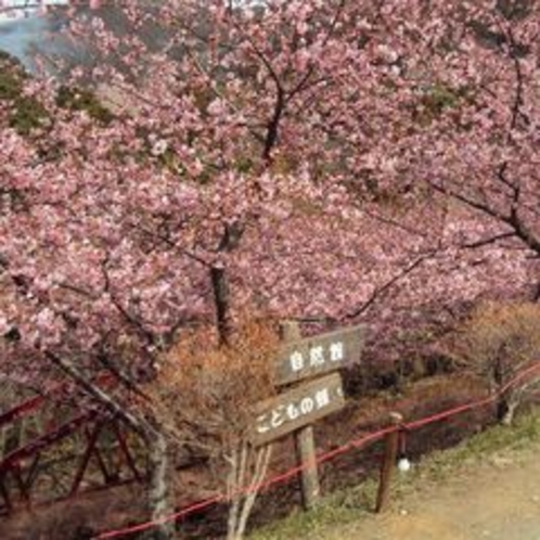 【春の景色】大自然の中にある桜を見て頂き、気持ちをリフレッシュして頂きたいです。