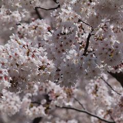 【春の景色】この桜を見に来て頂き、気持ちをリフレッシュして頂きたいです。