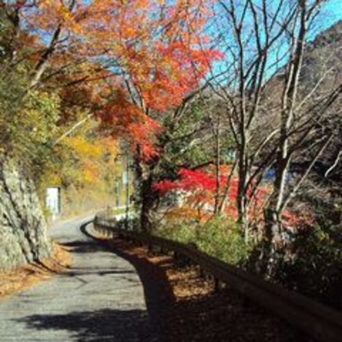【秋の景色】ご夫婦で散策しながら秋の紅葉を楽しんではいかかですか？