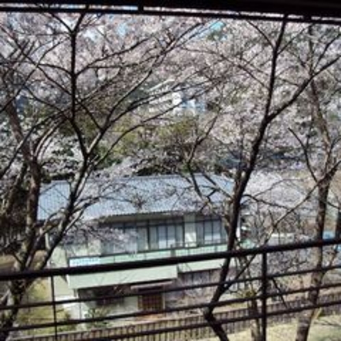 【春の景色】桜を見て爽やかな気持ちになり、明日への活力に繋げて頂きたいです。